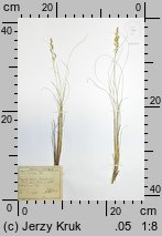 Bellardiochloa violacea (wiechlinostrzewa fioletowa)