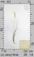 Bellardiochloa violacea (wiechlinostrzewa fioletowa)