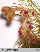 Myriophyllum alterniflorum (wywłócznik skrętoległy)