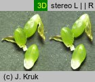 Luzula multiflora (kosmatka licznokwiatowa)