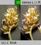 Luzula multiflora (kosmatka licznokwiatowa)