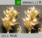 Luzula multiflora (kosmatka licznokwiatowa)