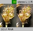 Luzula multiflora (kosmatka licznokwiatowa)