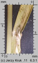 Poa angustifolia (wiechlina wąskolistna)