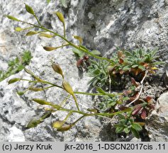 Draba stellata