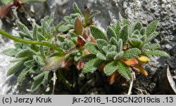 Draba stellata