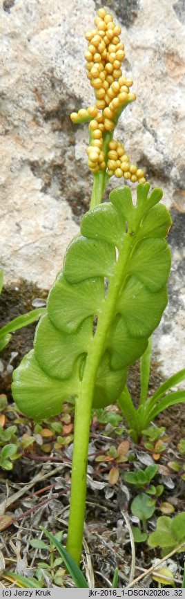 Botrychium lunaria (podejźrzon księżycowy)