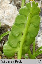 Botrychium lunaria (podejźrzon księżycowy)