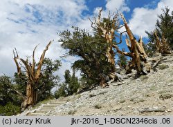 Pinus longaeva