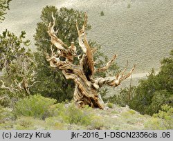 Pinus longaeva