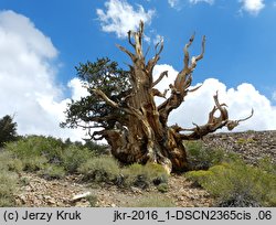 Pinus longaeva