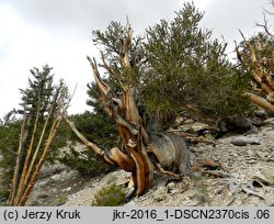 Pinus longaeva