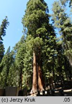 Sequoiadendron giganteum (mamutowiec olbrzymi)