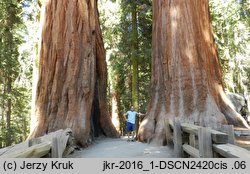 Sequoiadendron giganteum (mamutowiec olbrzymi)