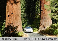 Sequoiadendron giganteum (mamutowiec olbrzymi)