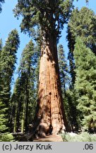 Sequoiadendron giganteum (mamutowiec olbrzymi)