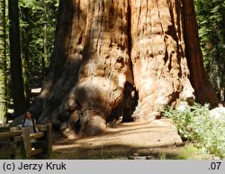 Sequoiadendron giganteum (mamutowiec olbrzymi)