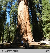 Sequoiadendron giganteum (mamutowiec olbrzymi)