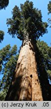 Sequoiadendron giganteum (mamutowiec olbrzymi)