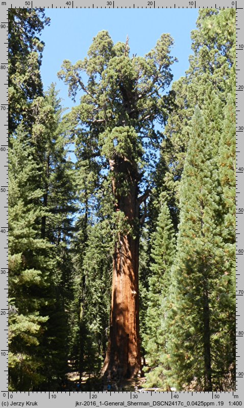 Sequoiadendron giganteum (mamutowiec olbrzymi)