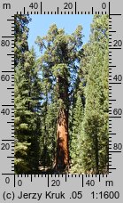 Sequoiadendron giganteum (mamutowiec olbrzymi)