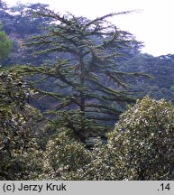 Cedrus brevifolia (cedr cypryjski)