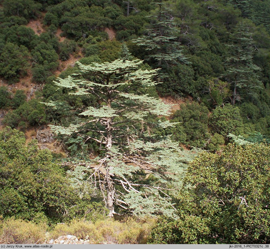 Cedrus brevifolia (cedr cypryjski)