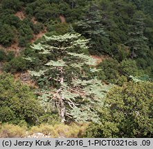 Cedrus brevifolia (cedr cypryjski)