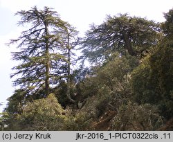 Cedrus brevifolia (cedr cypryjski)