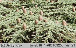 Cedrus brevifolia (cedr cypryjski)