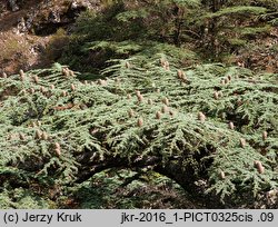 Cedrus brevifolia (cedr cypryjski)