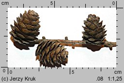 Larix decidua (modrzew europejski)