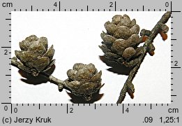 Larix decidua (modrzew europejski)