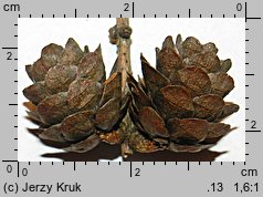 Larix decidua ssp. polonica (modrzew europejski polski)