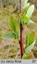 Salix myrtilloides (wierzba borówkolistna)