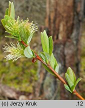 Salix myrtilloides (wierzba borówkolistna)