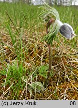 Pulsatilla pratensis (sasanka łąkowa)