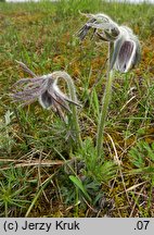 Pulsatilla pratensis (sasanka łąkowa)