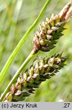 Carex dacica (turzyca dacka)