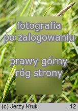 Carex dacica (turzyca dacka)