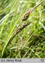 Carex dacica (turzyca dacka)