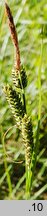 Carex dacica (turzyca dacka)