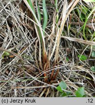 Carex dacica (turzyca dacka)