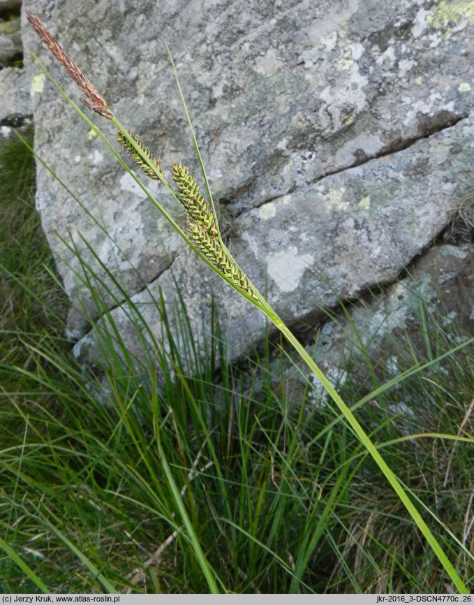 Carex dacica (turzyca dacka)