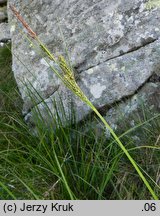 Carex dacica (turzyca dacka)