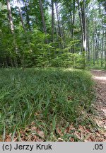 Festuca drymeia (kostrzewa górska)