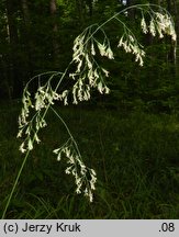 Festuca drymeia (kostrzewa górska)