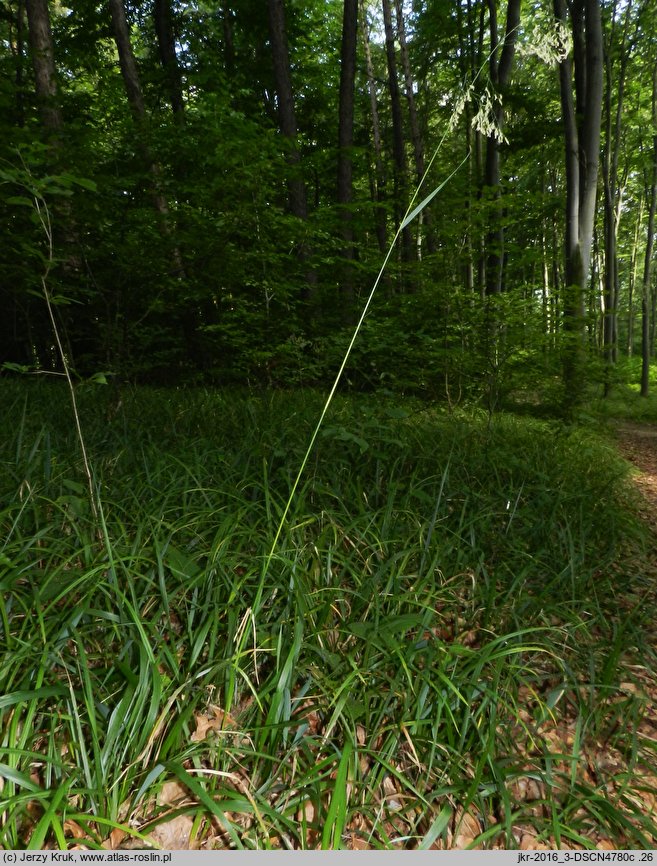 Festuca drymeia (kostrzewa górska)