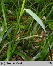 Festuca drymeia (kostrzewa górska)