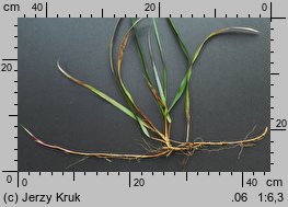 Festuca drymeia (kostrzewa górska)